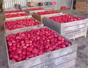 apples-placeholder