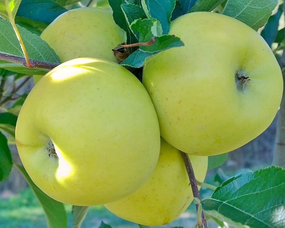 goldi-apples-on-tree
