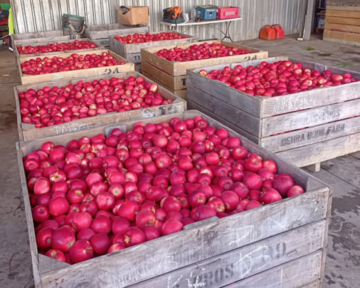 harvested-roxy-apples